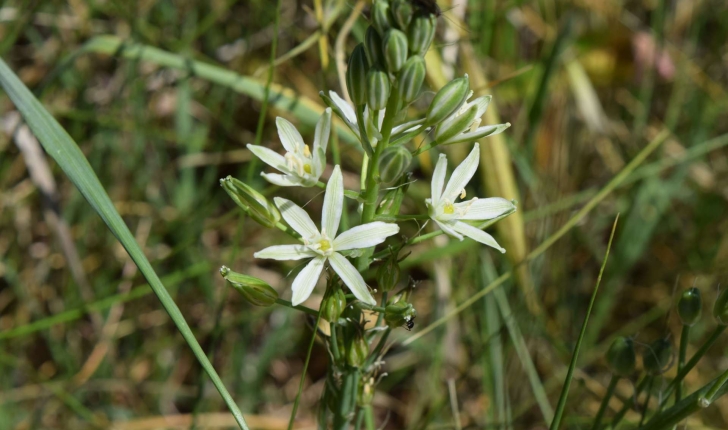 Loncomelos pyrenaicus (L.) Hrouda, 1988