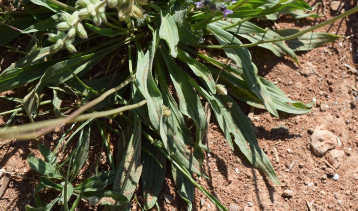 Plantago lanceolata (Linné, 1758)