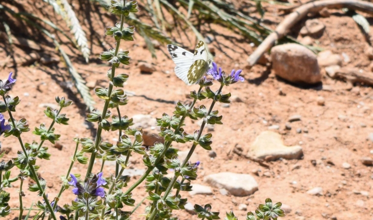 Pontia daplidice (Linnaeus, 1758)