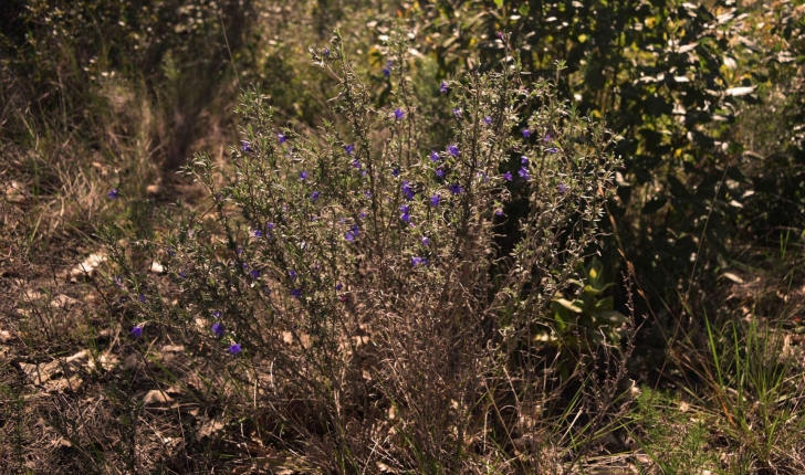 Lithodora fruticosa (L.) Griseb., 1844 