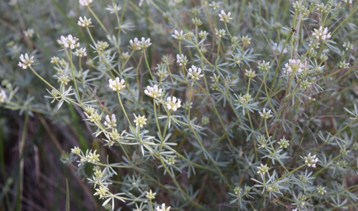 Dorycnium pentaphyllum (Scopoli, 1772)