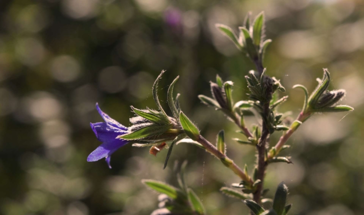 Lithodora fruticosa (L.) Griseb., 1844 