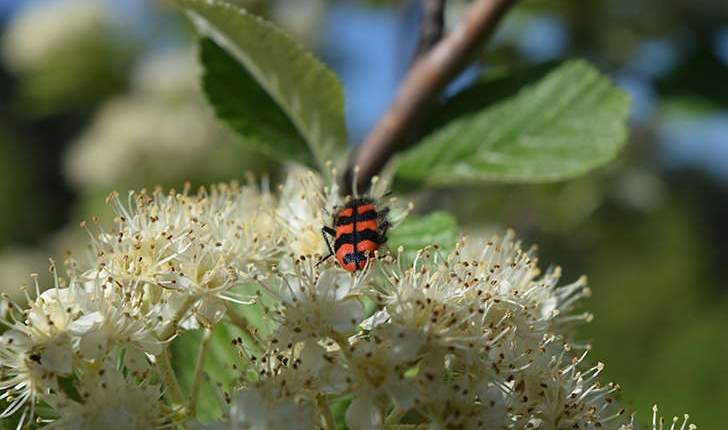 Trichodes apiarius (Linnaeus, 1758) 
