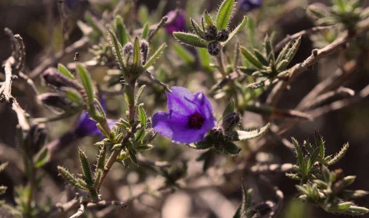 Lithodora fruticosa (L.) Griseb., 1844 