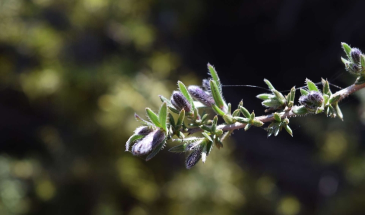 Lithodora fruticosa (L.) Griseb., 1844 