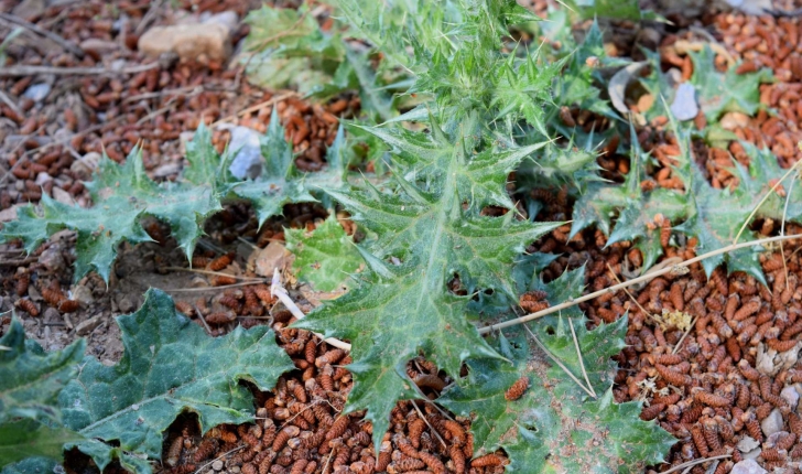 Cirsium vulgare (Savi, 1838)