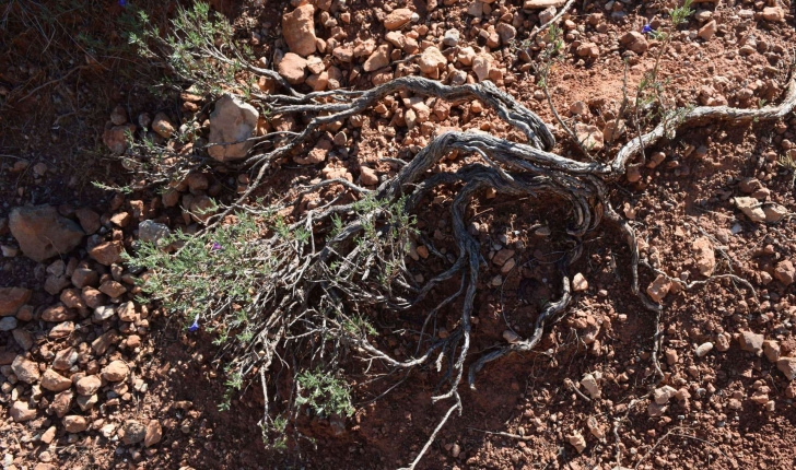 Lithodora fruticosa (L.) Griseb., 1844 