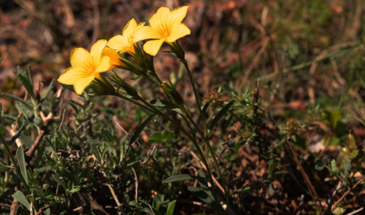 Linum campanulatum L., 1753