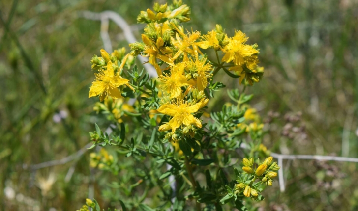 Hypericum sp (L., 1753)