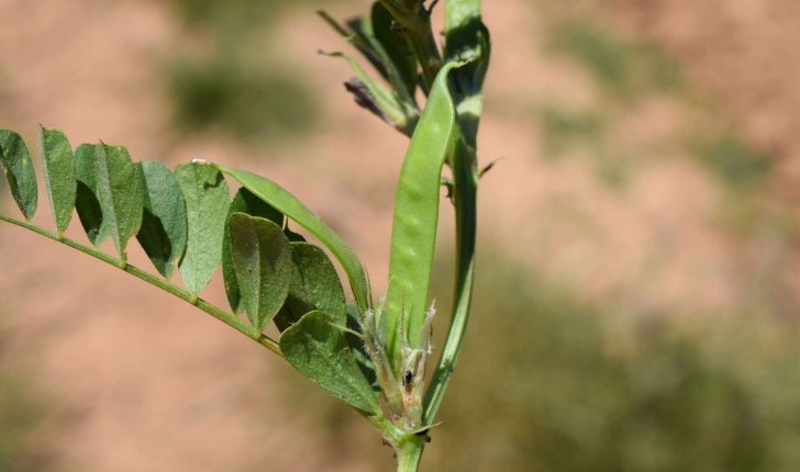 Vicia sp.