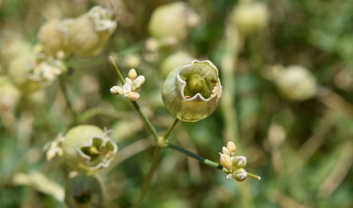 Silene vulgaris (Moench) Garcke, 1869