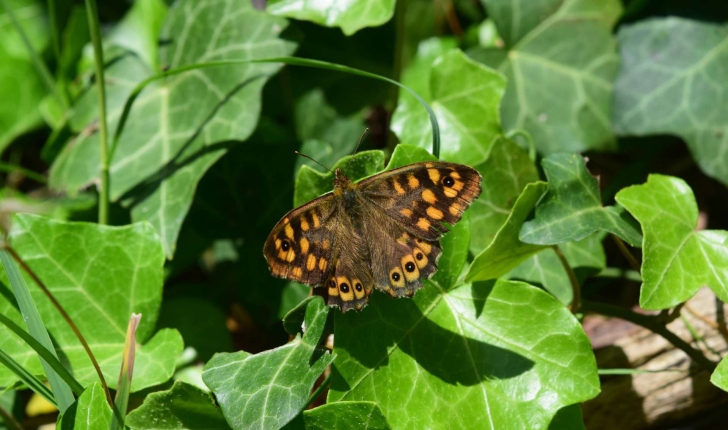 Pararge aegeria (Linnaeus, 1758)