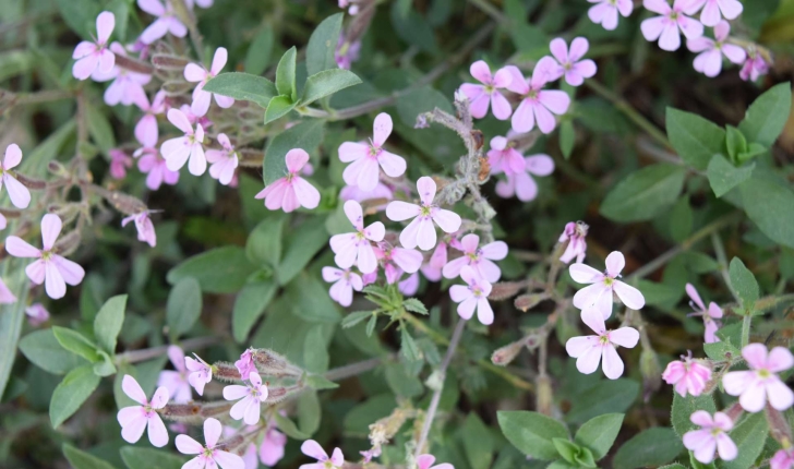 Saponaria ocymoides L., 1753