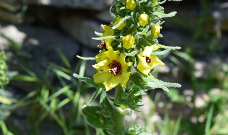 Verbascum nigrum L., 1753