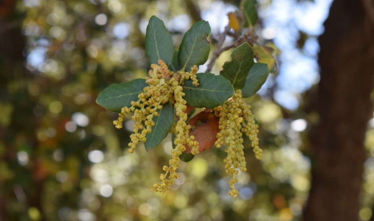 Quercus ilex (Linné, 1753)