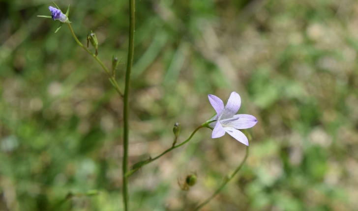 Campanula rapunculus L., 1753