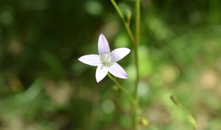 Campanula rapunculus L., 1753