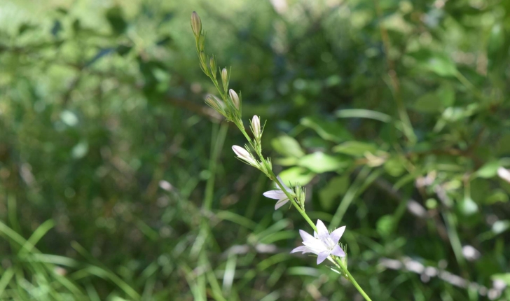 Campanula rapunculus L., 1753