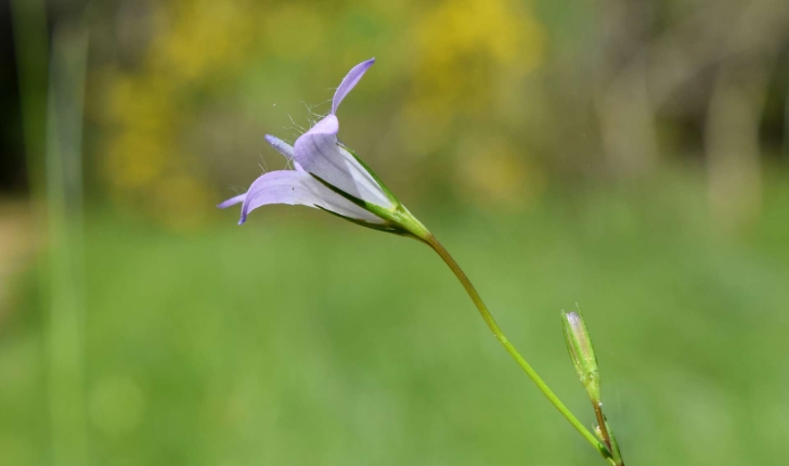 Campanula rapunculus L., 1753