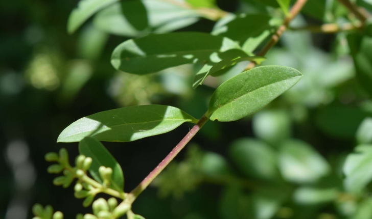 Ligustrum vulgare (L., 1753)