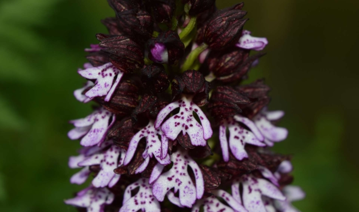 Fleurs d'Orchis pourpre (Crédits : Sabine Meneut)