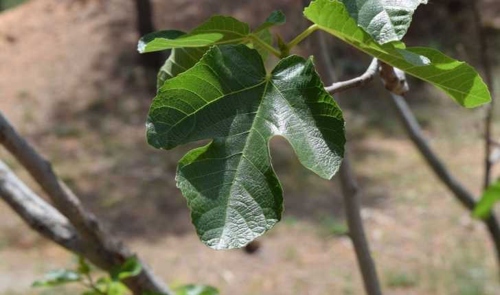 Ficus carica L., 1753