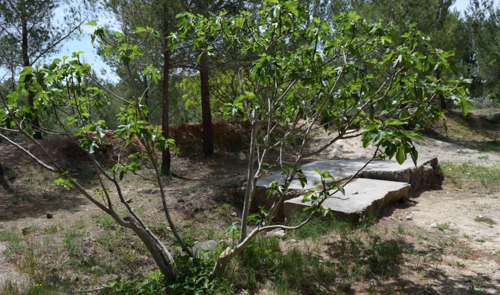 Ficus carica L., 1753