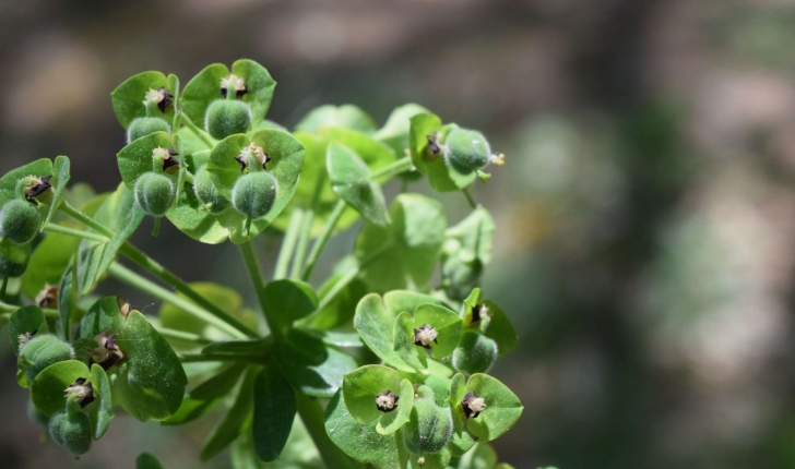 Euphorbia characias (Linné, 1753)