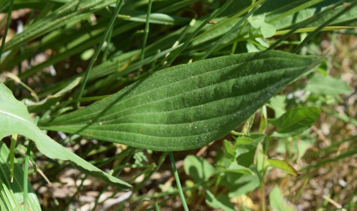 Plantago lanceolata (Linné, 1758)