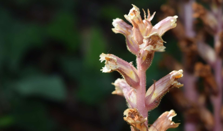 Orobanche hederae Vaucher ex Duby, 1828