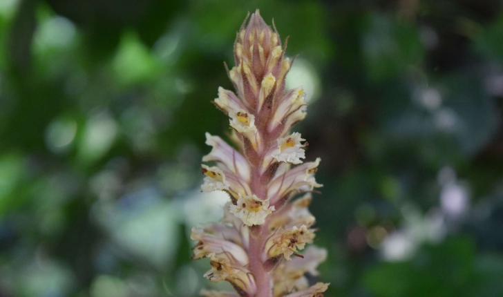 Orobanche hederae Vaucher ex Duby, 1828