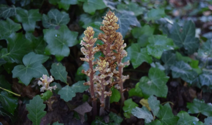 Orobanche hederae Vaucher ex Duby, 1828