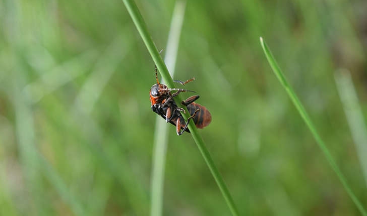 Cantharis rustica (Fallén, 1807)