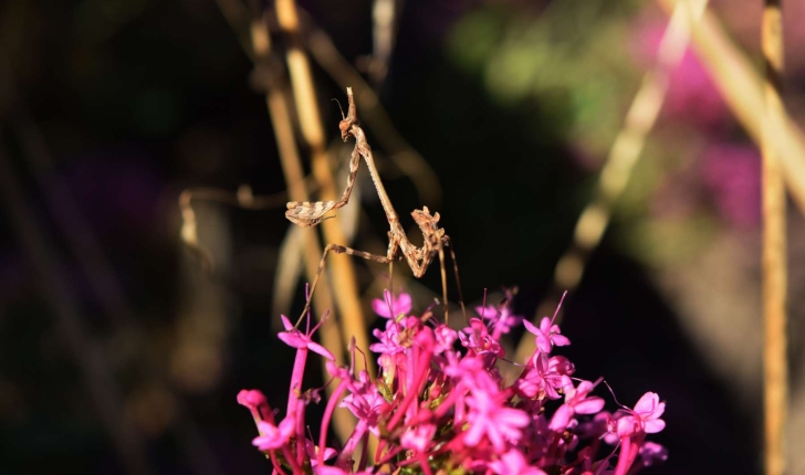 Empusa pennata (Thunberg, 1815)