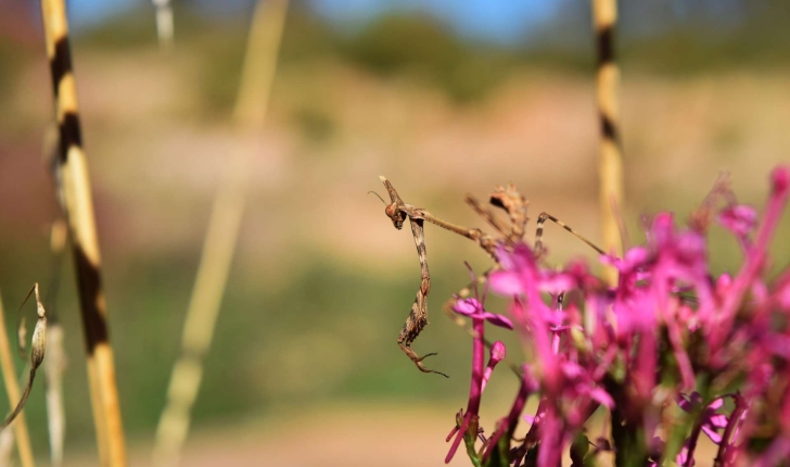 Empusa pennata (Thunberg, 1815)