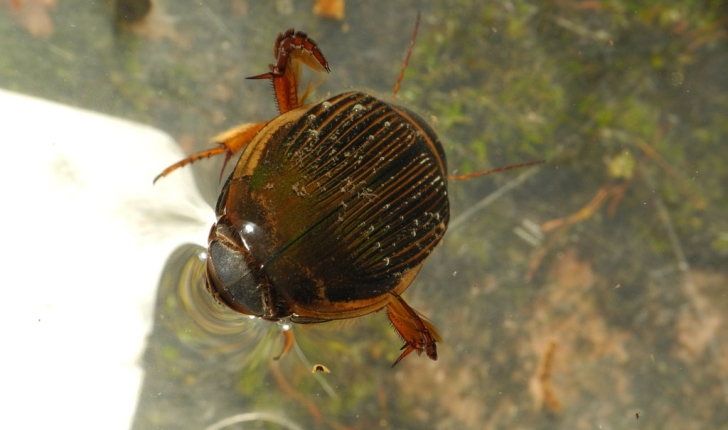 Dytiscidae Sp.