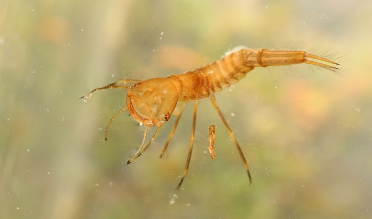 Dytiscidae Sp.