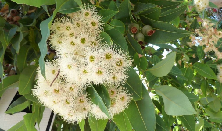 Corymbia sp