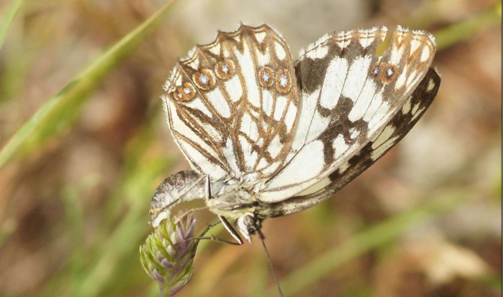 Melenargia sp.