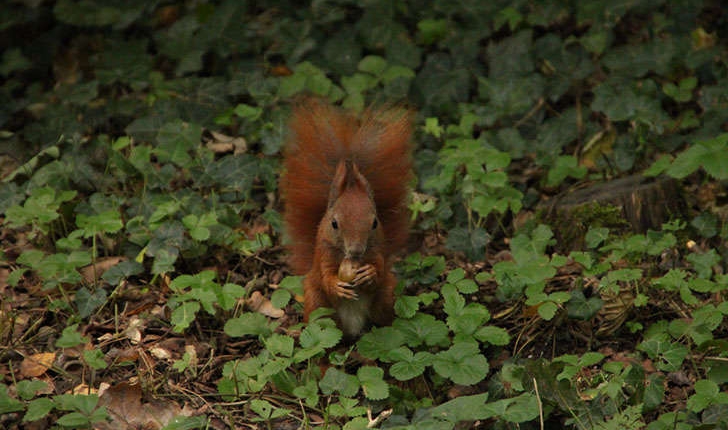 Sciurus vulgaris (Linné, 1758)