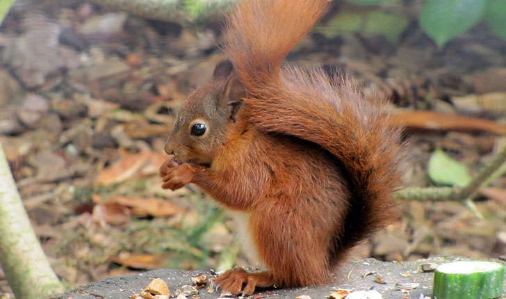 Sciurus vulgaris (Linné, 1758)