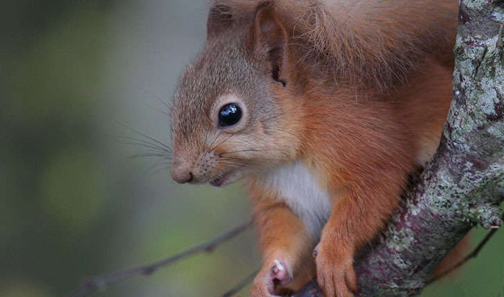 Sciurus vulgaris (Linné, 1758)