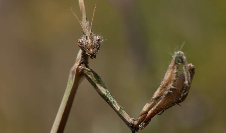 Empusa pennata (Thunberg, 1815)