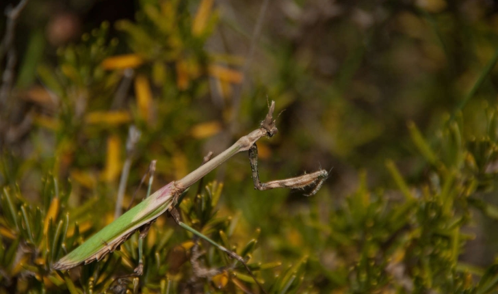 Empusa pennata (Thunberg, 1815)