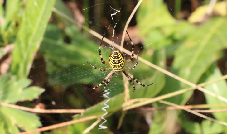 Araneus