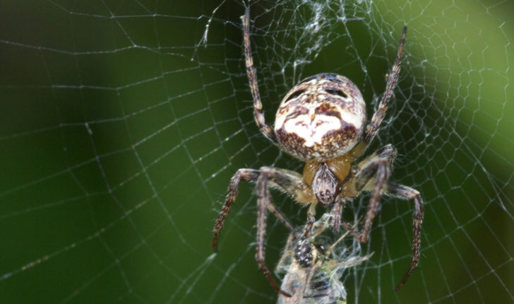 Araneus