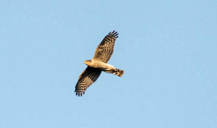 Accipiter nisus (Linnaeus, 1758)