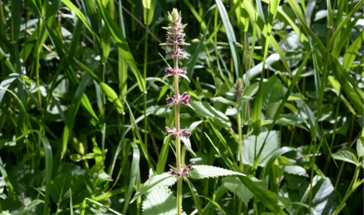 Stachys sylvatica (L., 1753)