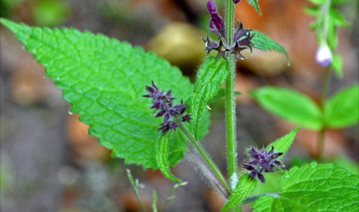 Stachys sylvatica (L., 1753)