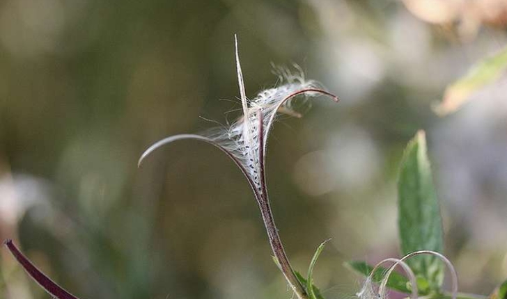 Epilobium hirsutum L. (1753)